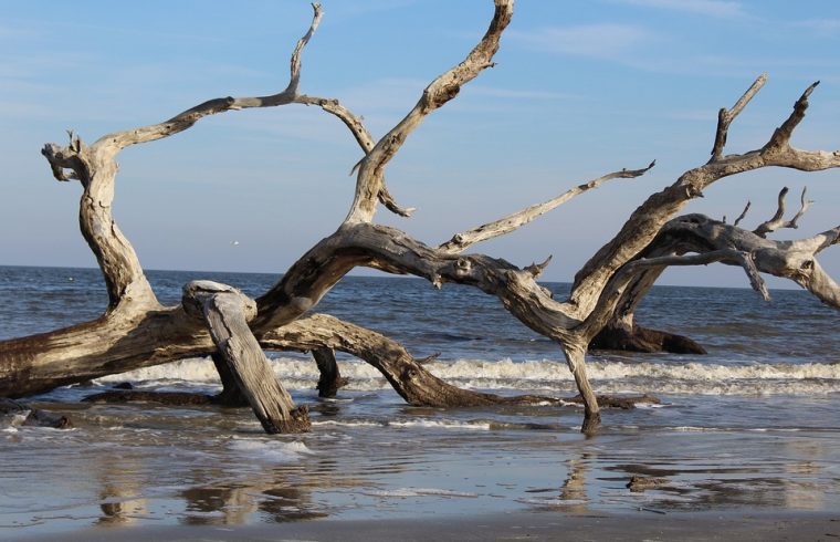 History and Origin of Driftwood as a Decor