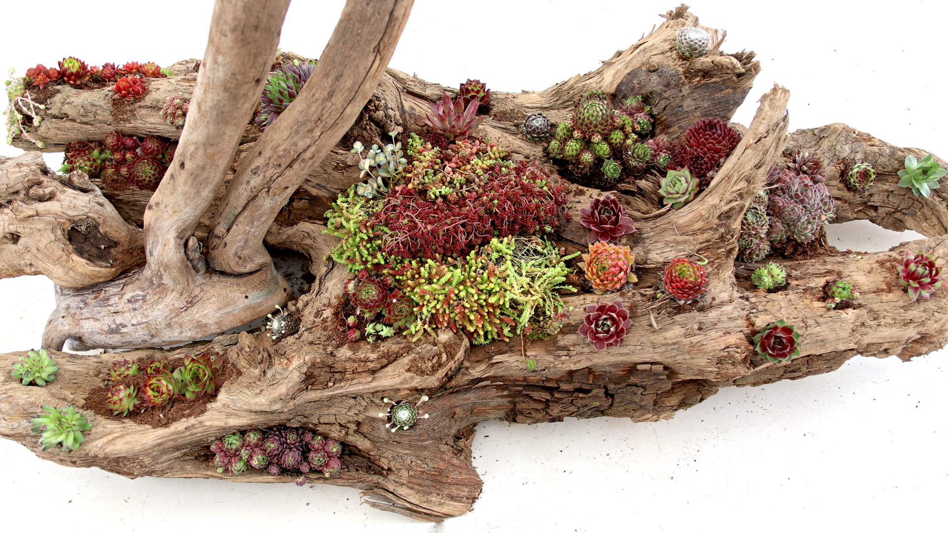 How to Choose the Right Driftwood Planter