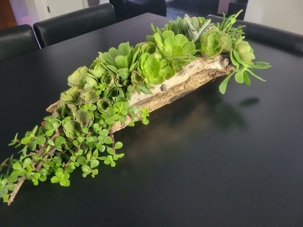 Real Succulent Hand Crafted Live Green Plant in Driftwood Home Decor