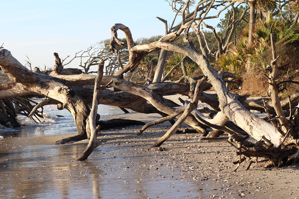Why Choose Driftwood: The Ultimate Guide for Your Needs